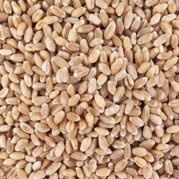 100 SACS DE 4 KG DE BLE POUR LES OISEAUX DU CIEL ET VOLAILLES