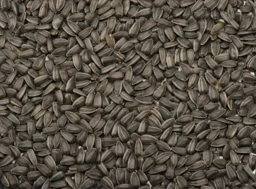 100 SACS — GRAINE DE TOURNESOL HAUT OLÉIQUE